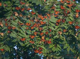 Monarch